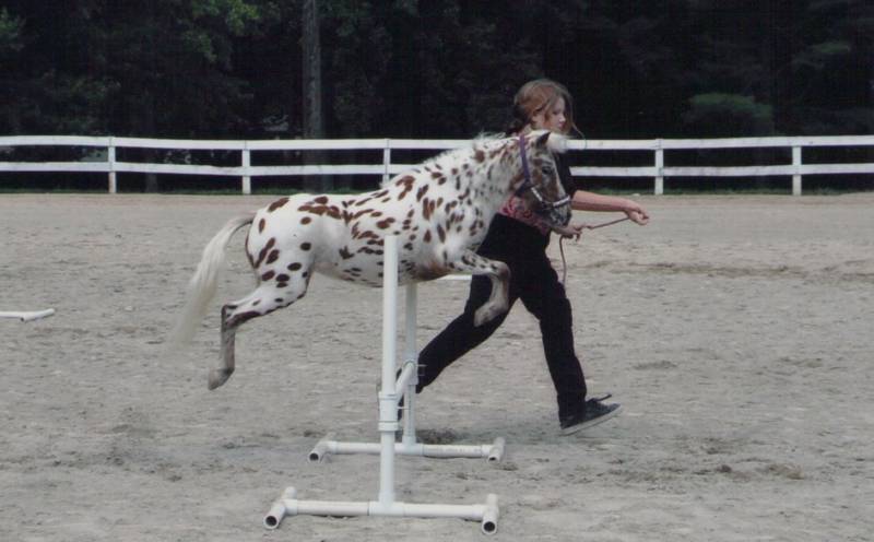 friesian x appaloosa