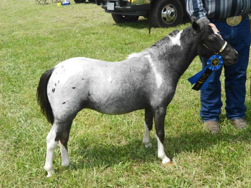 Pennsylvania Miniature Horses PA Miniature Horse For Sale