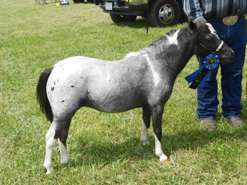 mini horse pics