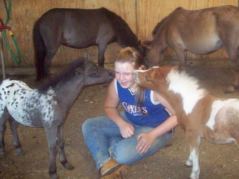 Where can you find miniature horses for sale in Pennsylvania?